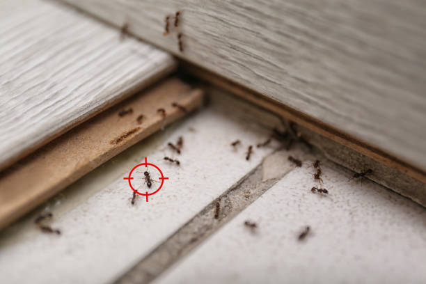Best Flea Control Services  in Lagrange, IN