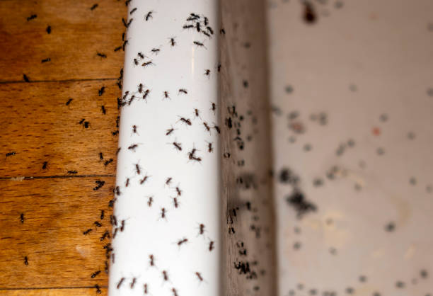 Best Best Pest Control Companies  in Lagrange, IN