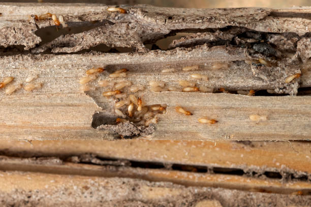Best Termite Control Services  in Lagrange, IN